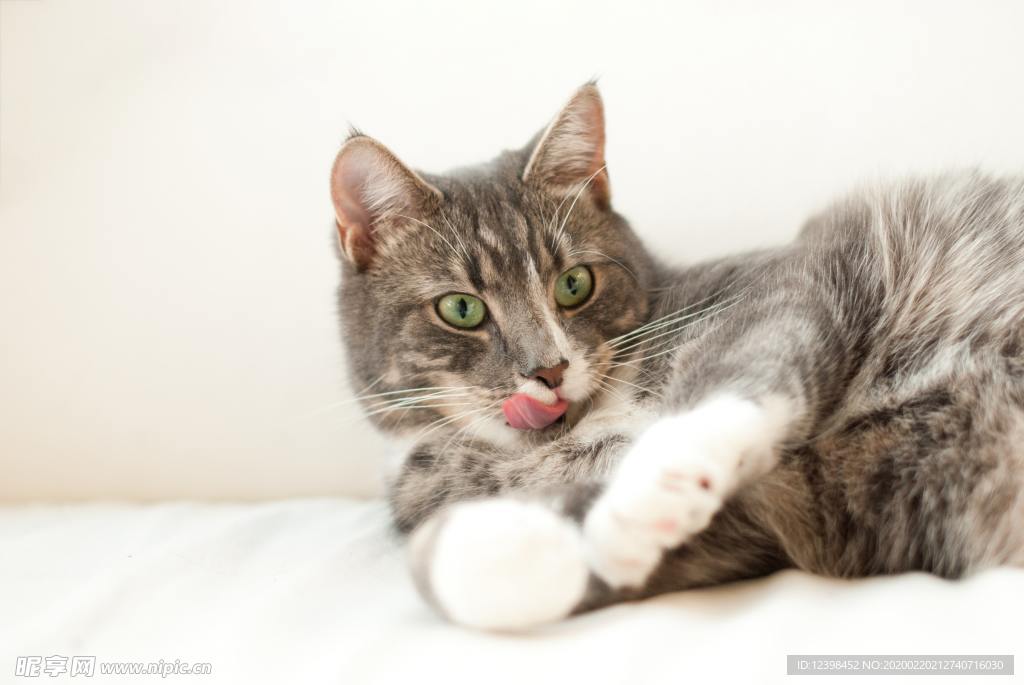可爱的猫咪