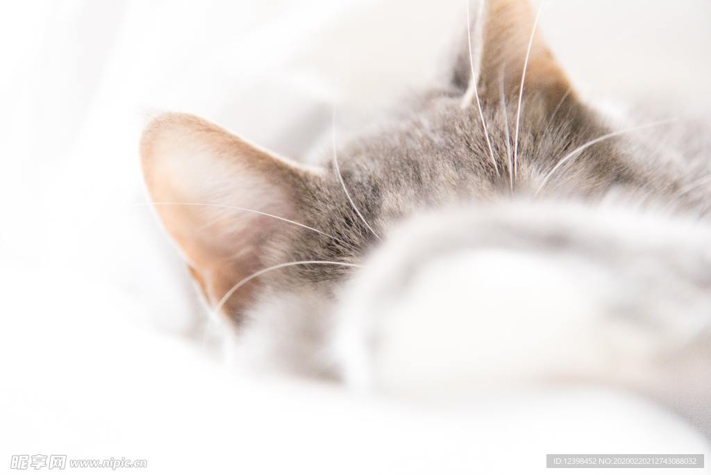 可爱的猫咪