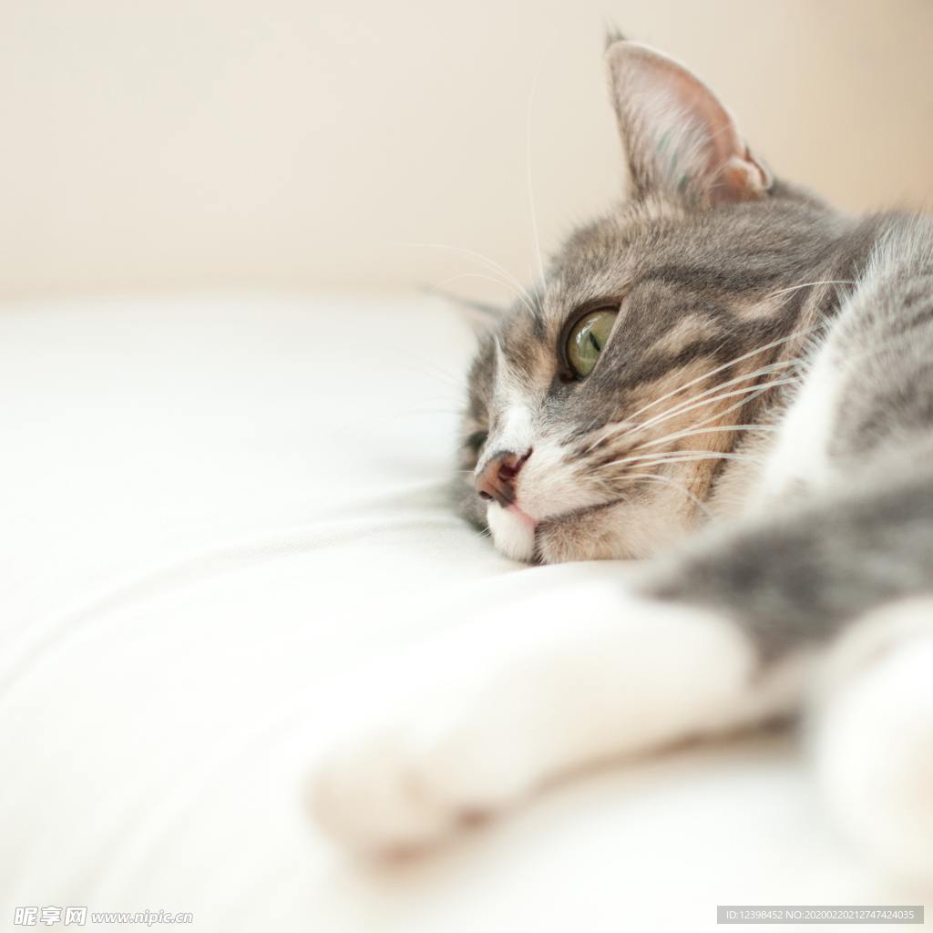 可爱的猫咪