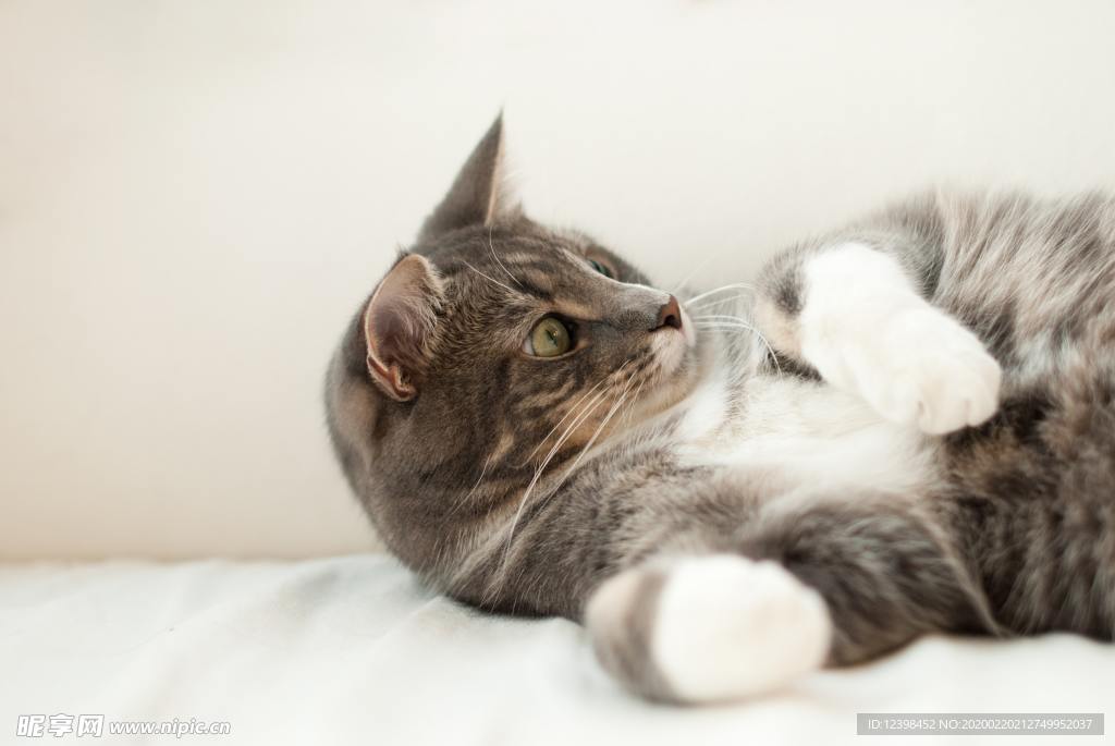 可爱的猫咪