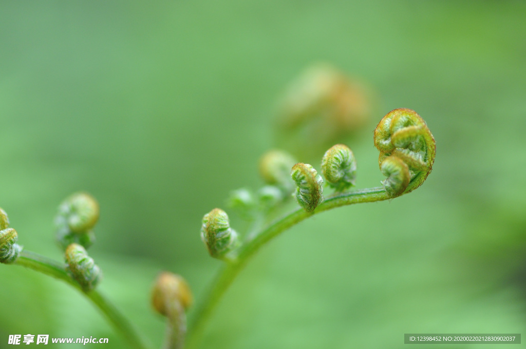 林间的蕨菜摄影美图