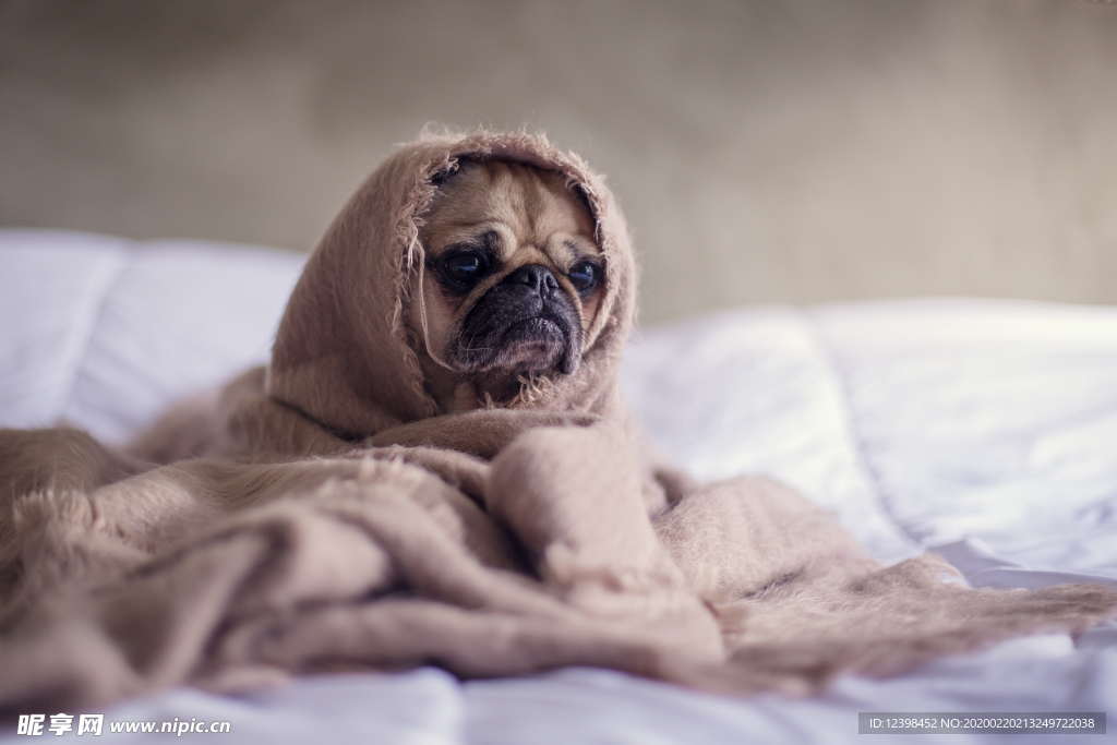 呆萌可爱的宠物犬