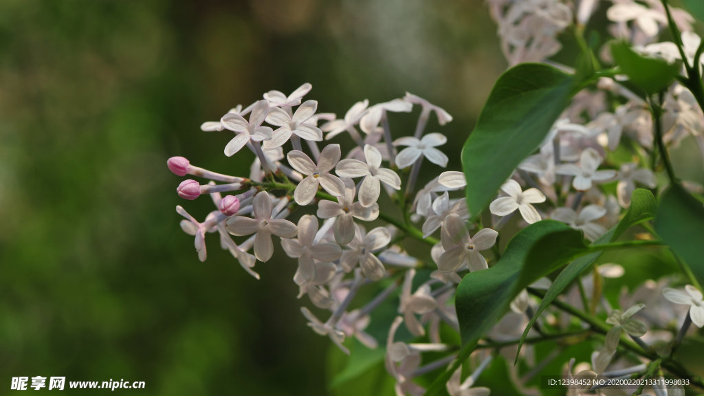 美丽的丁香花