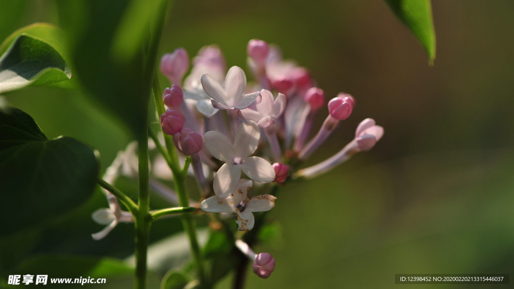 美丽的丁香花