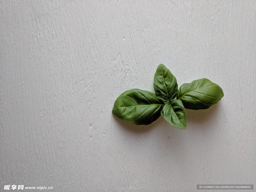 薄荷草