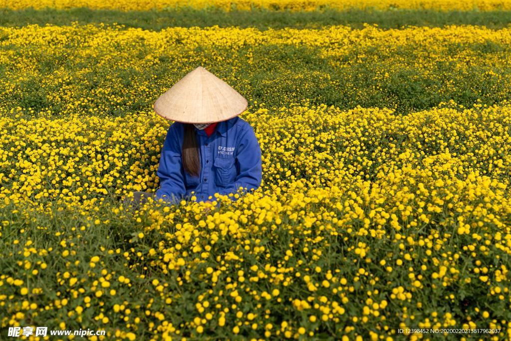 红色的小菊花