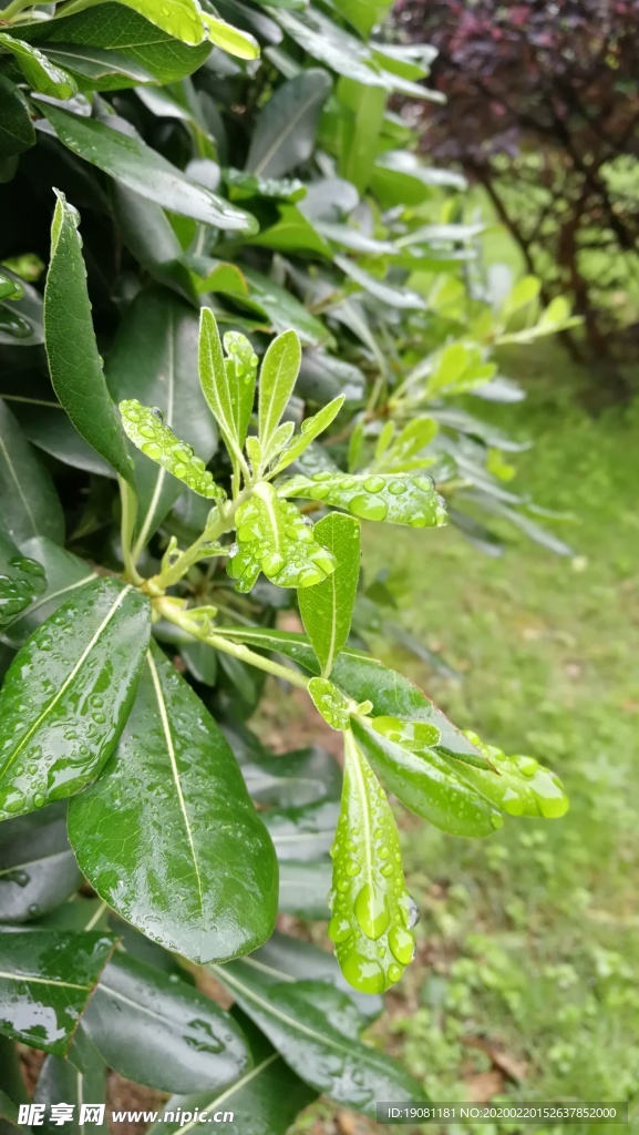 夏天绿叶