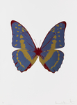 蝴蝶 昆虫 动物 装饰画 手绘