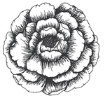 简笔绘画植物花朵图谱