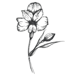 简笔绘画植物花朵图谱