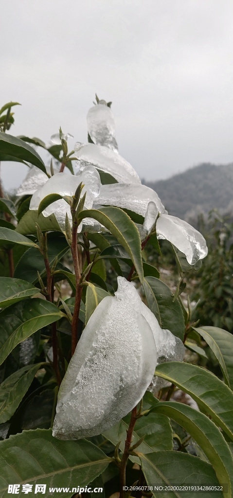 冬雪下的茶树