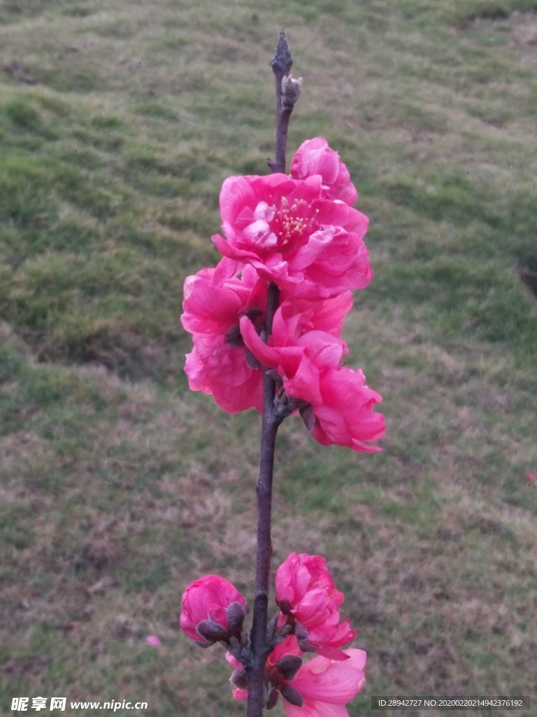 桃花