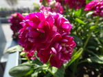 鲜花