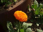 鲜花