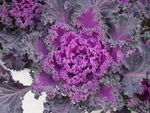 鲜花