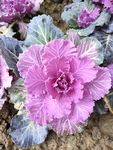 鲜花