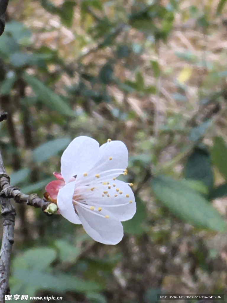 梅花