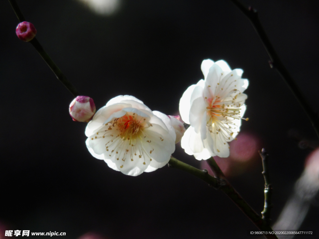 梅花