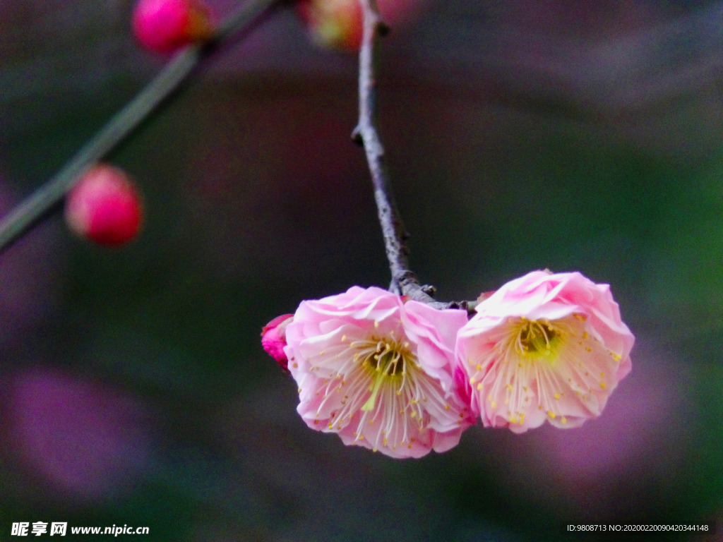 梅花