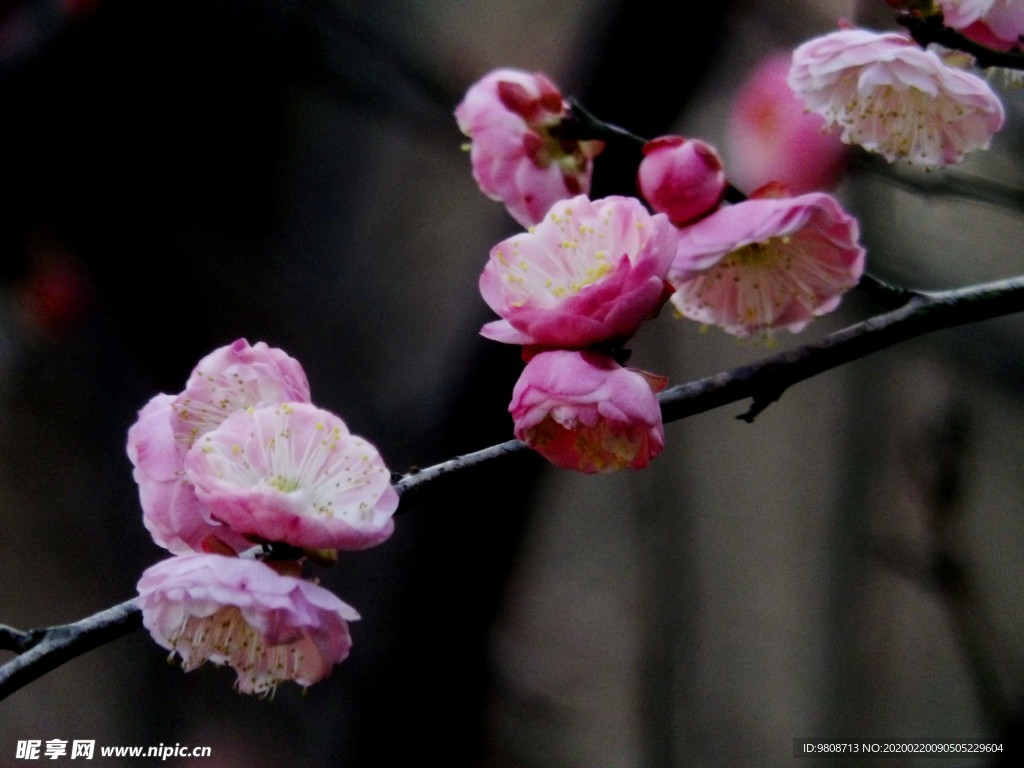 梅花