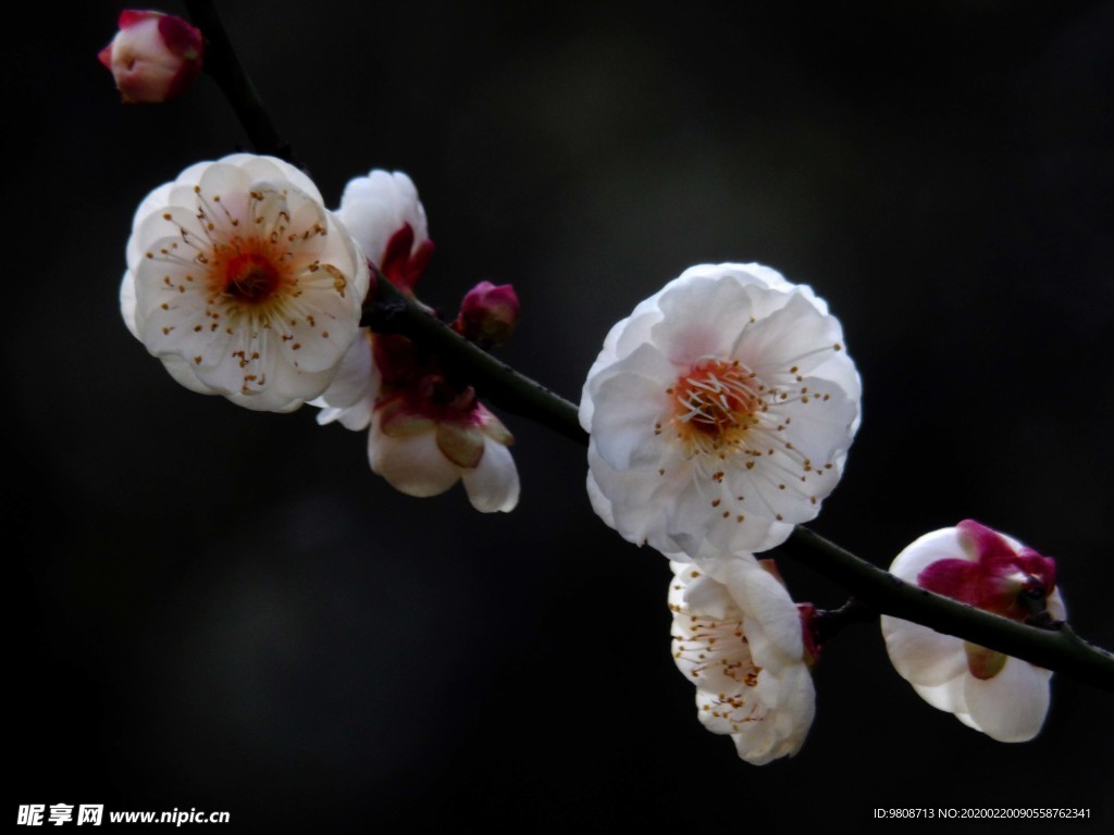 梅花