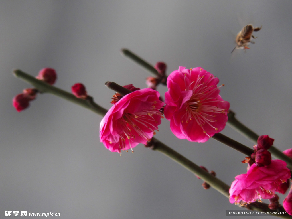 梅花