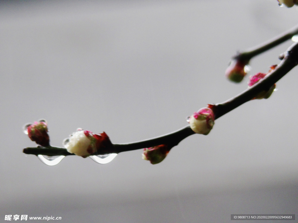 梅花