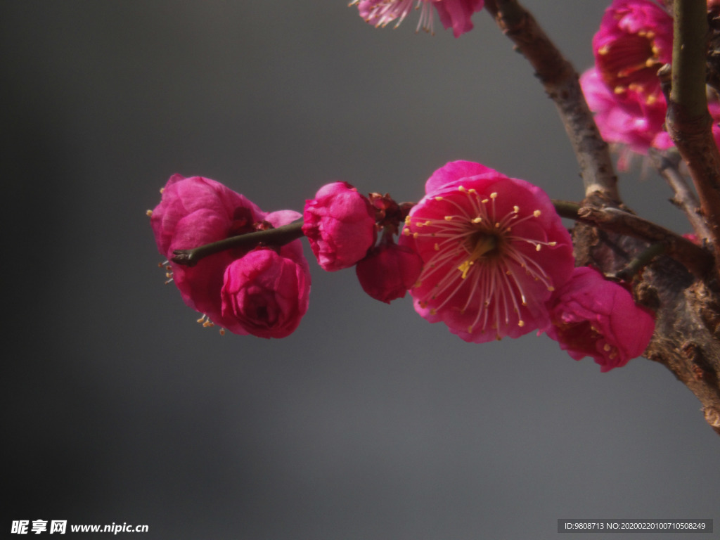 梅花