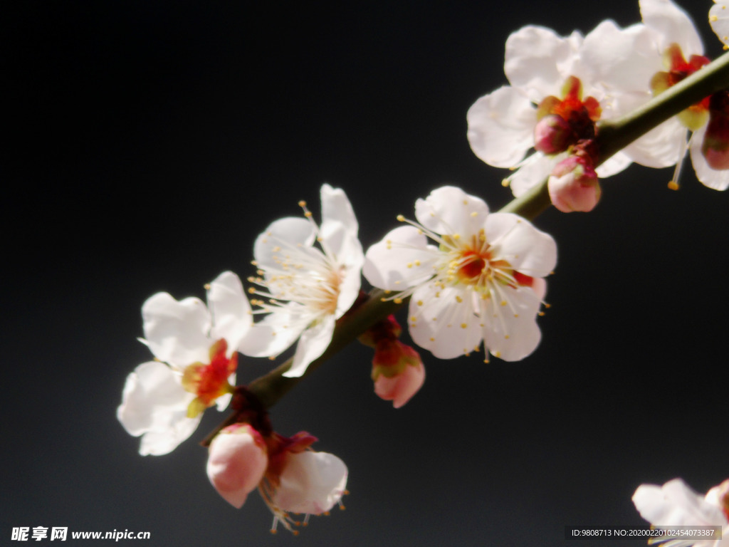 梅花
