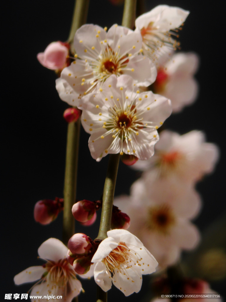 梅花