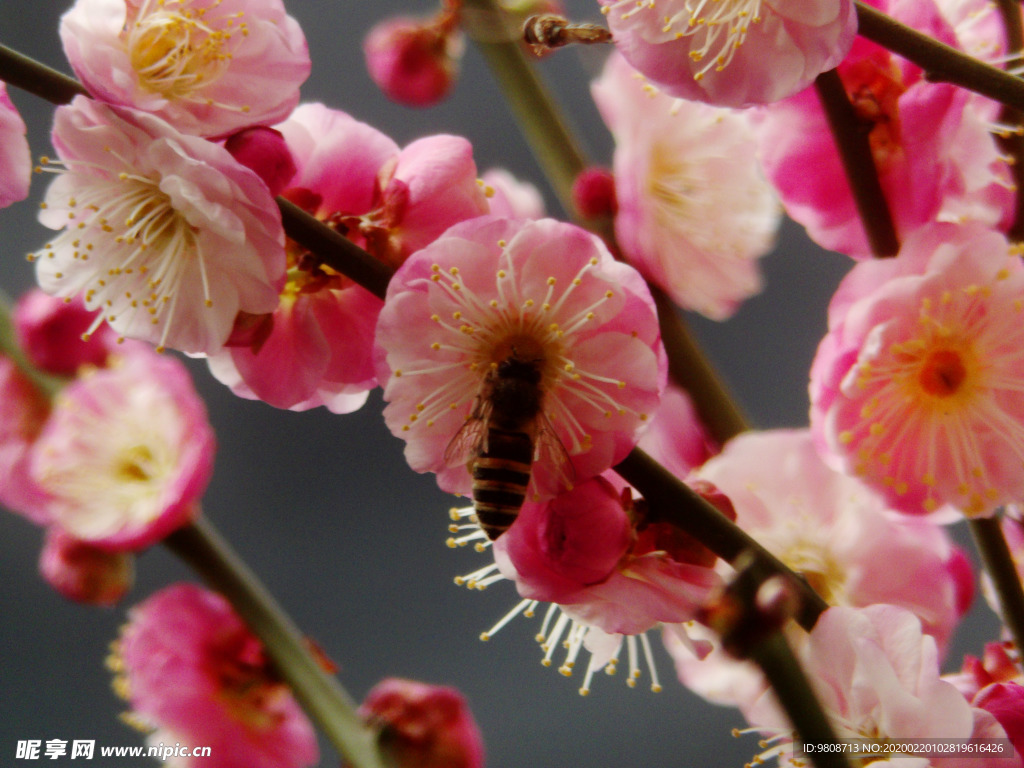 梅花