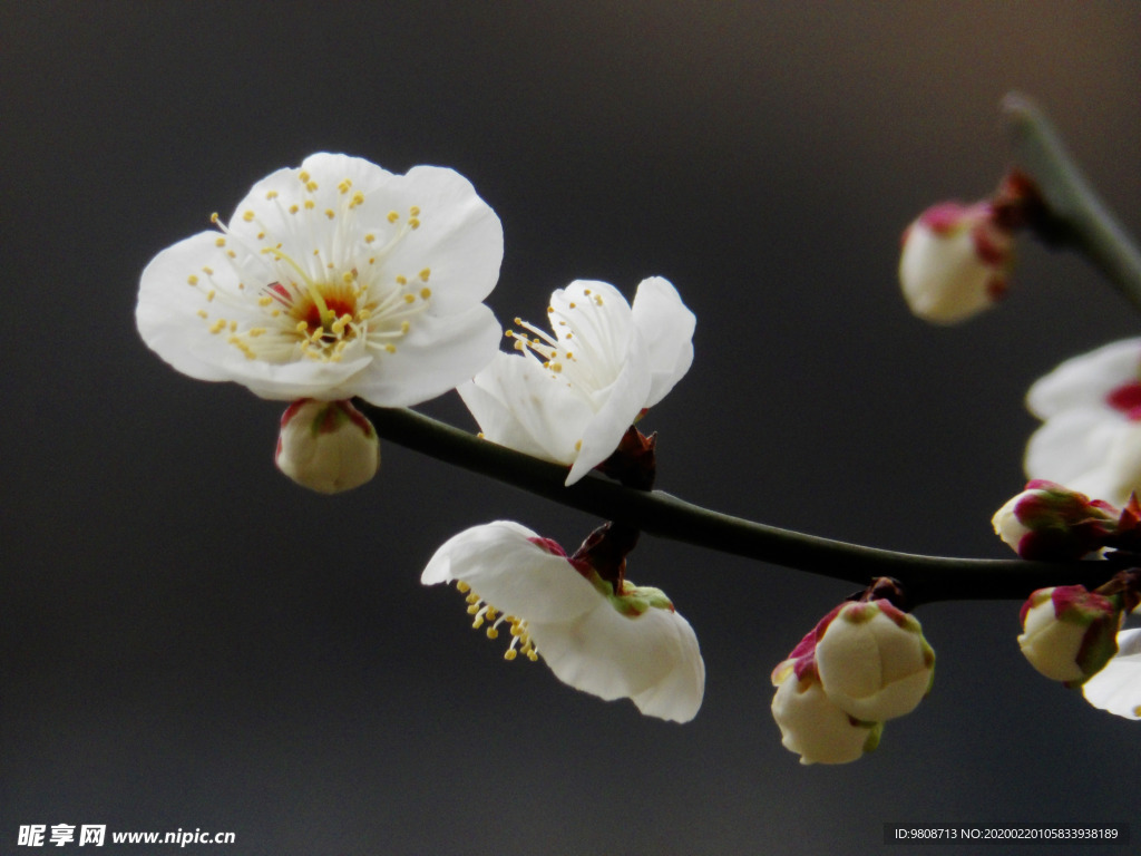 梅花