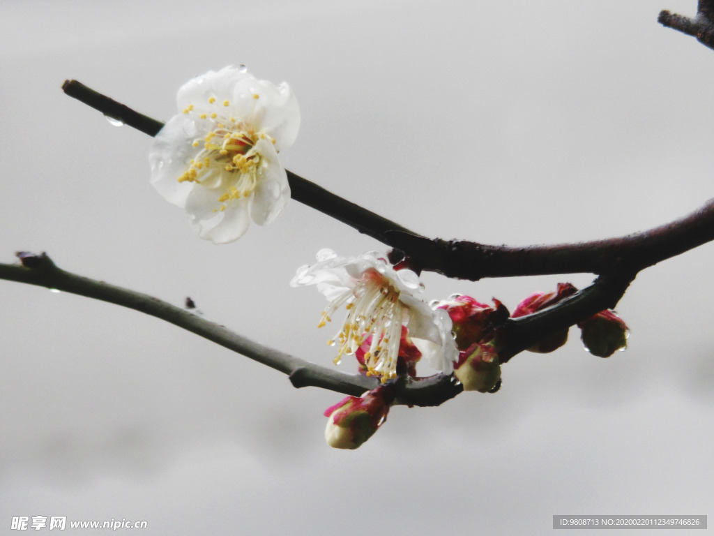 梅花