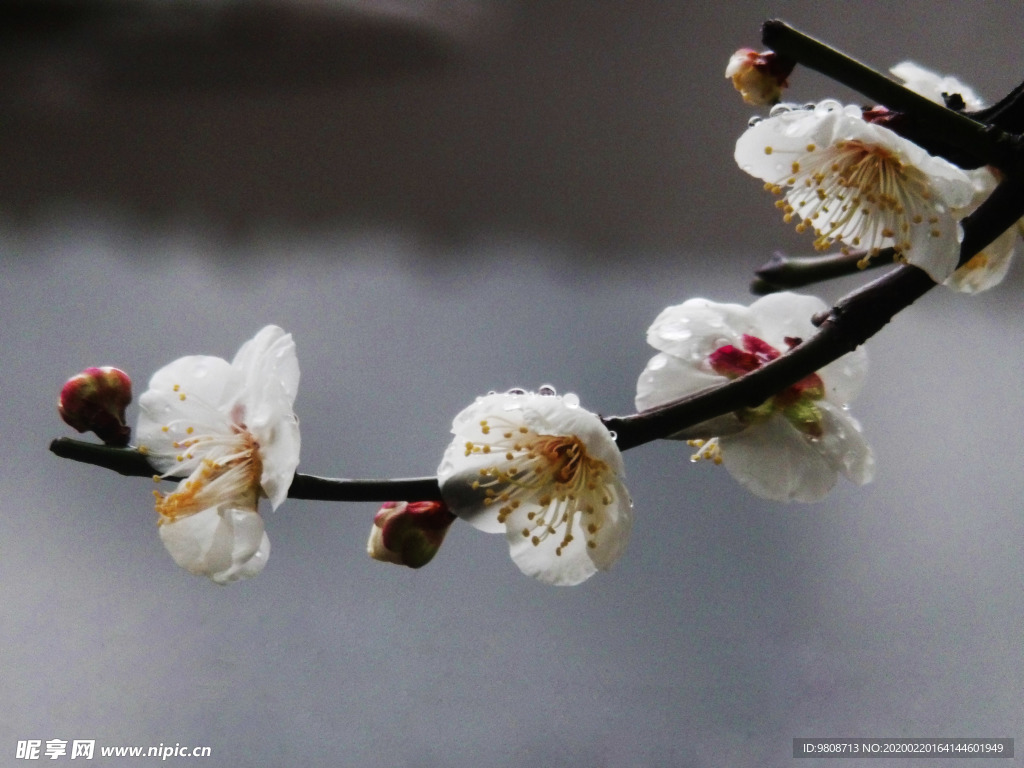 梅花