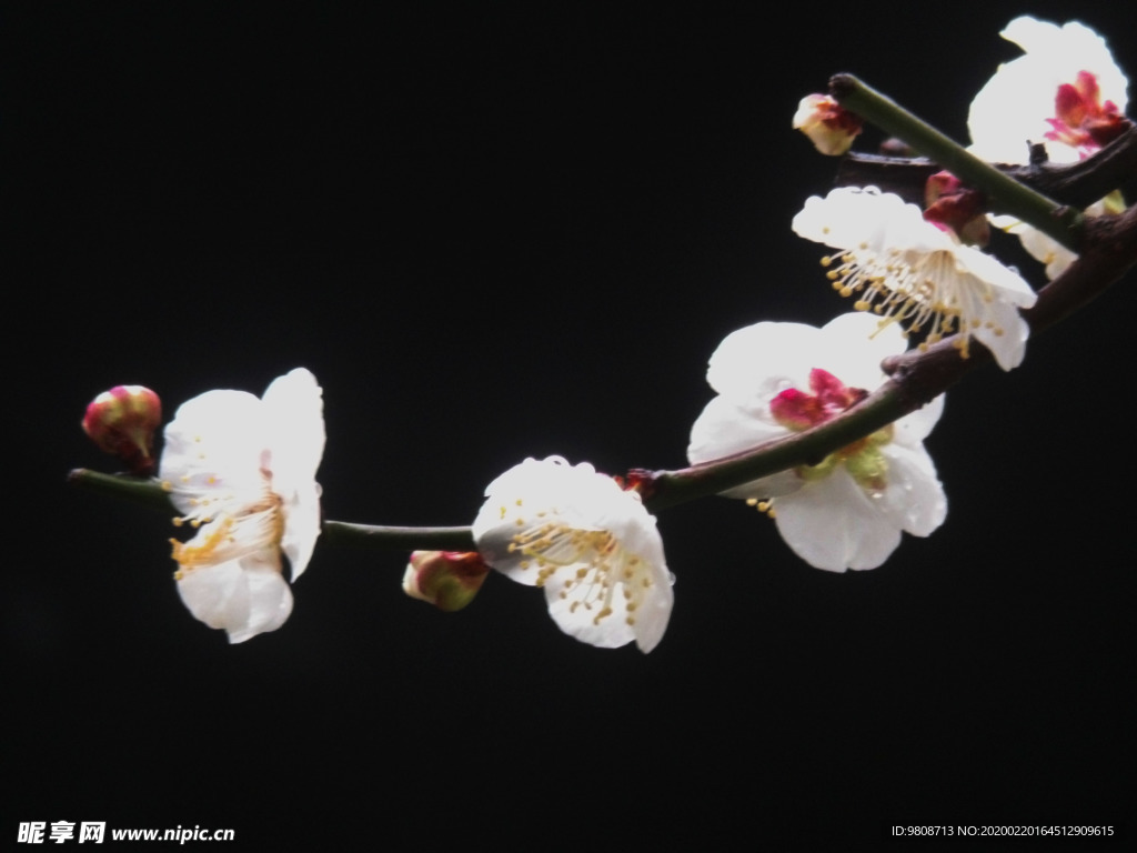 梅花