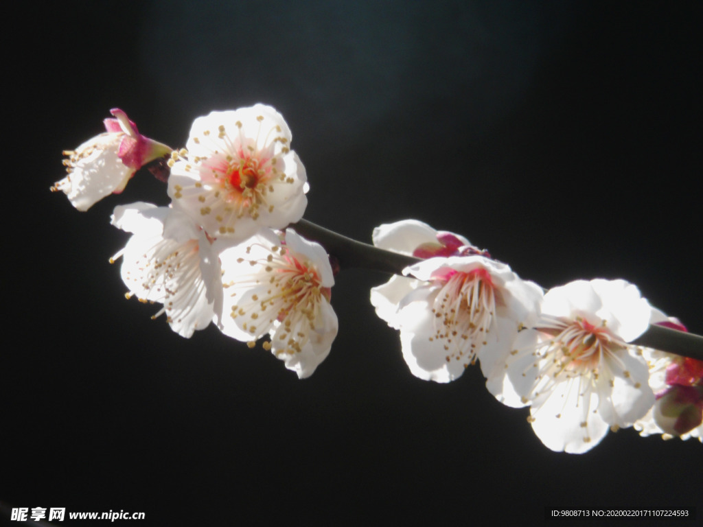 梅花