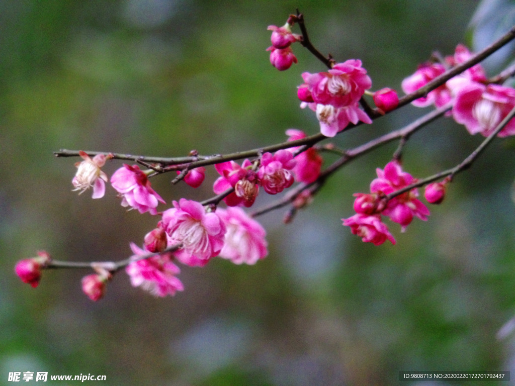 梅花