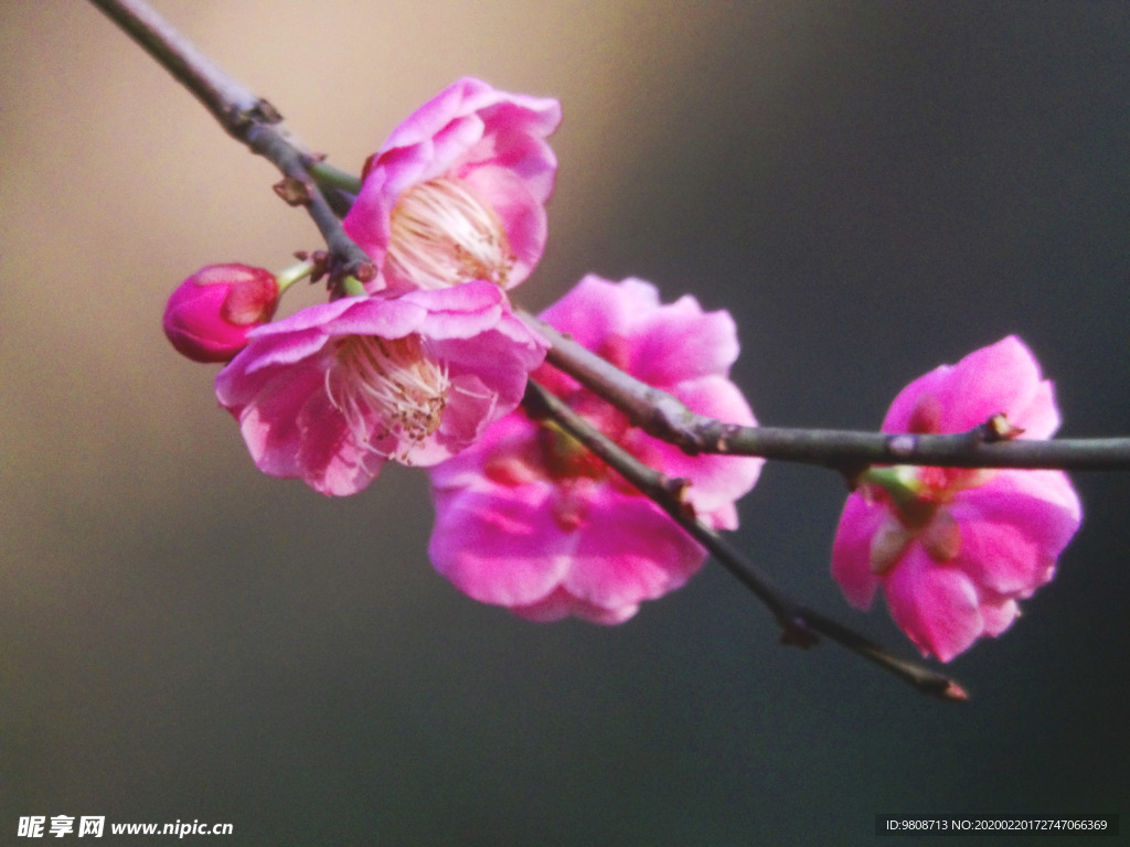 梅花