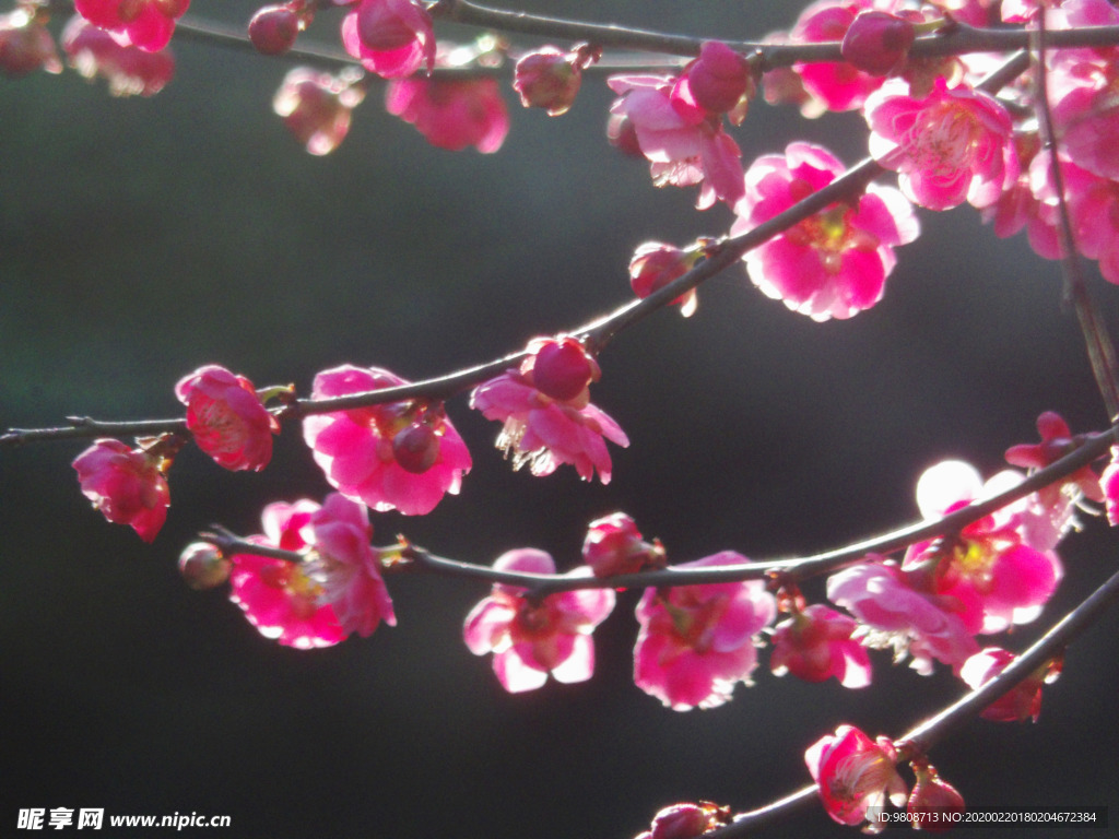 梅花