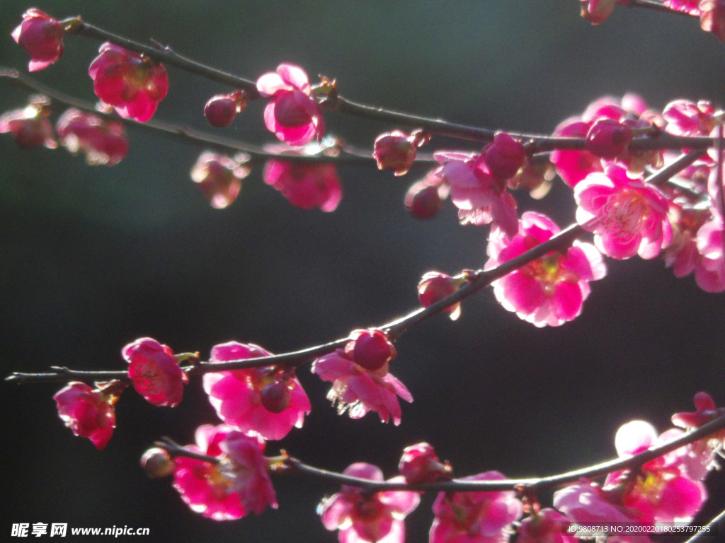 梅花