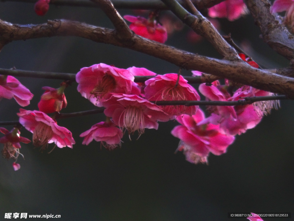 梅花