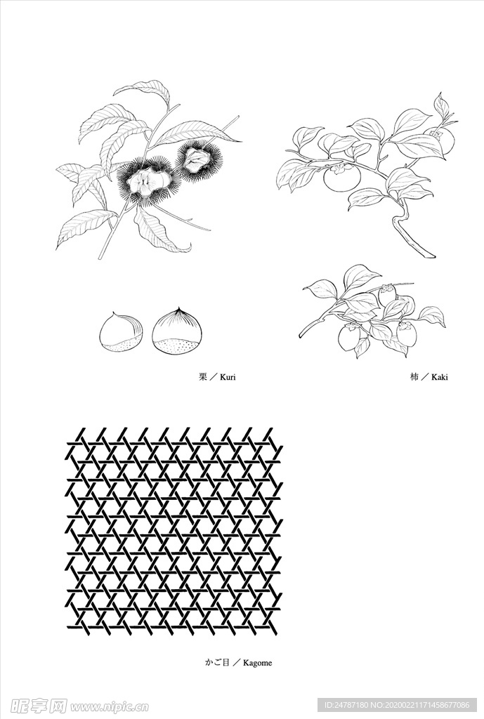 线描柿子