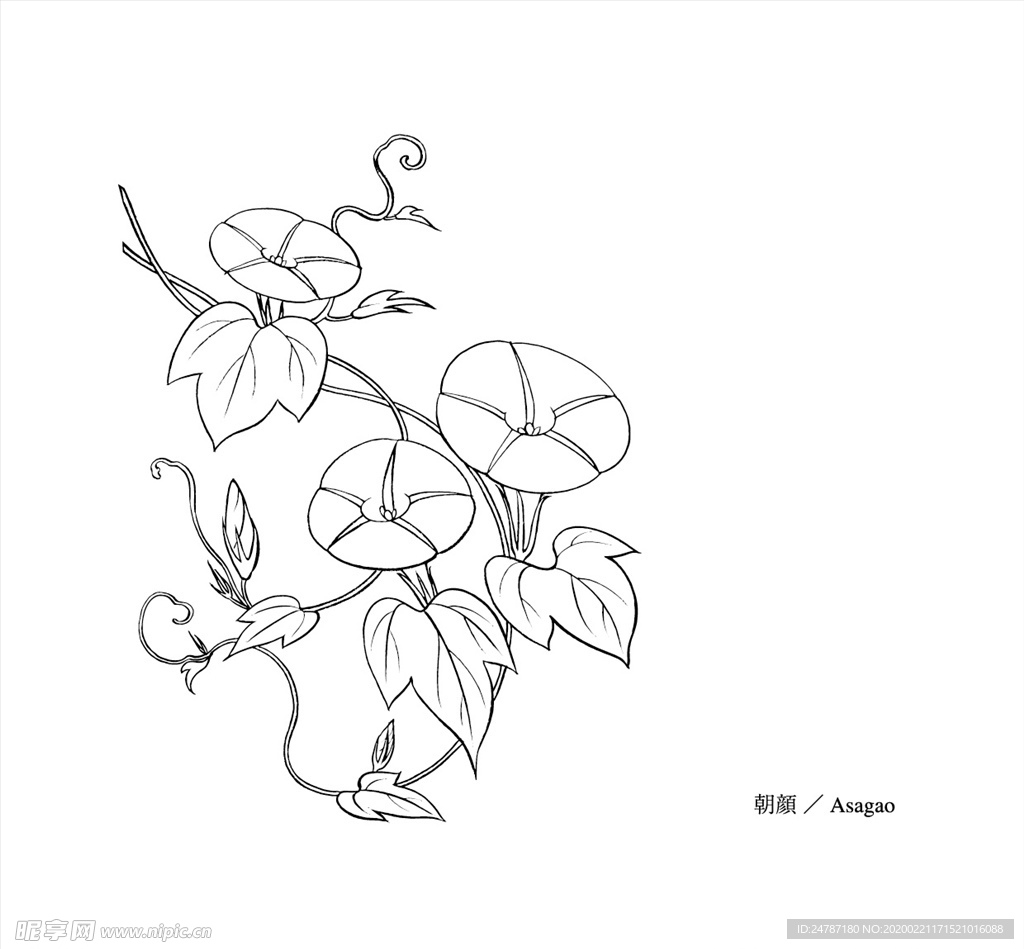 线描花朵