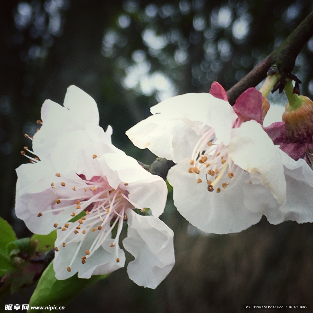 梅花