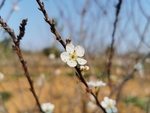 李子花开