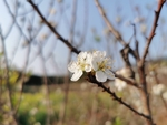 李子花