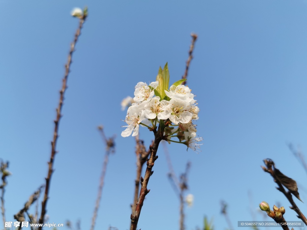 李子花