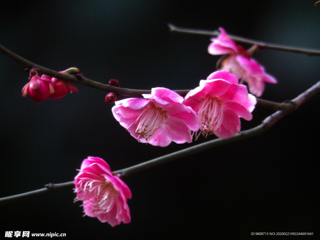 梅花
