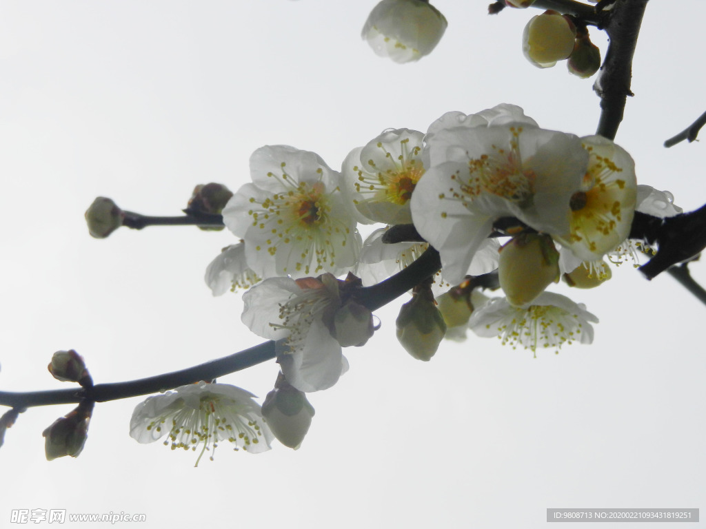 梅花