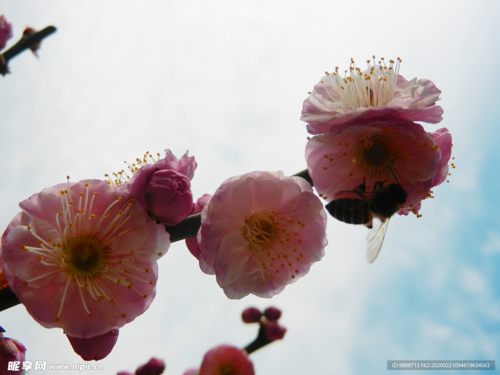 梅花